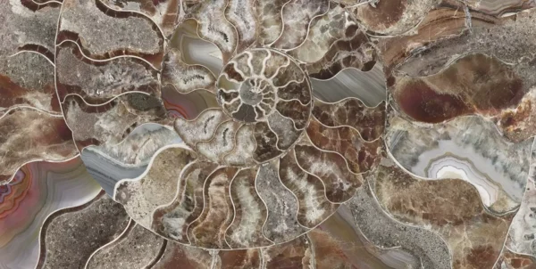 SHELL - Image 3