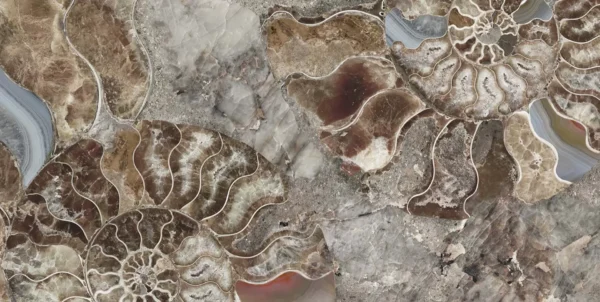 SHELL - Image 4