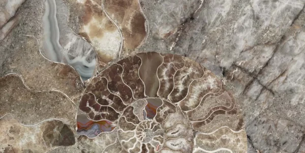 SHELL - Image 2